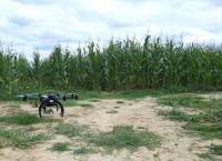survol drone sur maïs